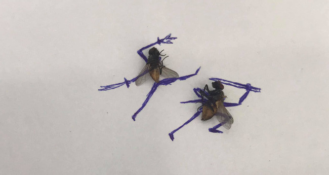 Mới đây, một anh chàng có nickname H.X đã khiến dân mạng được phen "mở mang tầm mắt" khi sáng tạo 2 chú ruồi đã chết thành những "võ sĩ đấu kiếm" rất chuyên nghiệp.