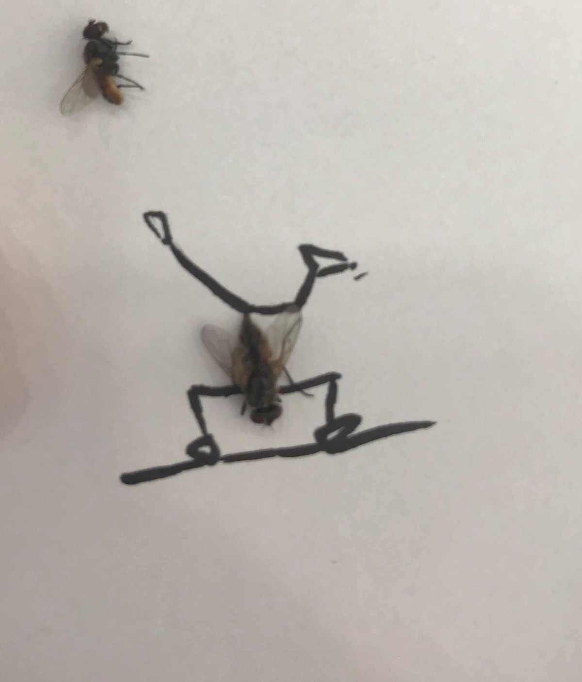 Chỉ thêm vài nét vẽ thôi mà hình ảnh 2 chú ruồi này cũng thu về bao nhiêu fan hâm mộ.