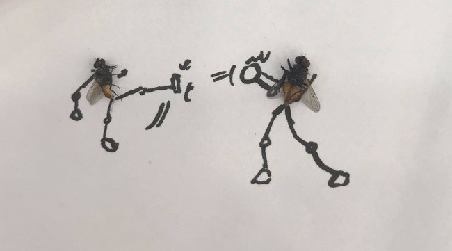 Nếu thoạt nhìn lướt qua, khó ai có thể nhận ra đây là con ruồi vốn khiến người ta khó chịu mà chỉ thấy hình ảnh của 2 chiến binh hay 1 võ sĩ đang đấu kiếm mà thôi.