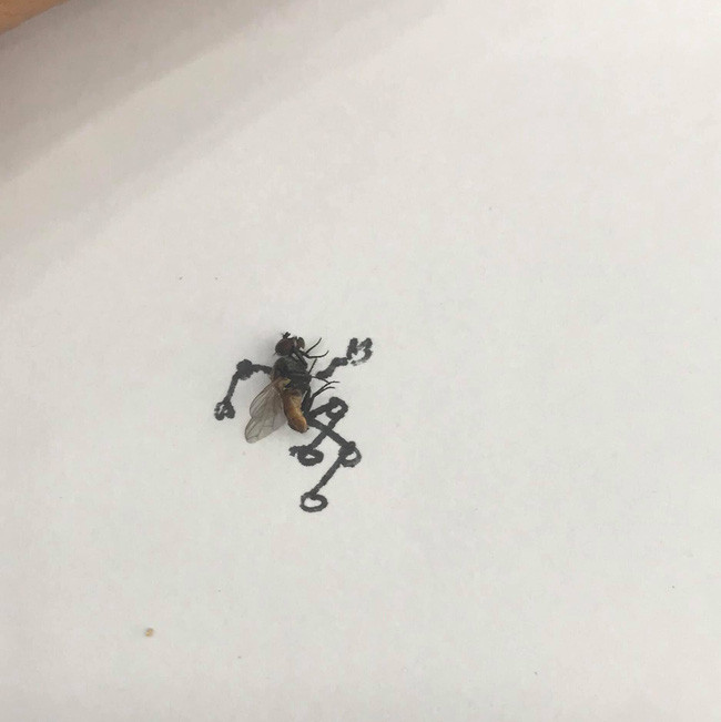 Những màn "đi đường" quyền cực chất lượng của 2 chú ruồi.