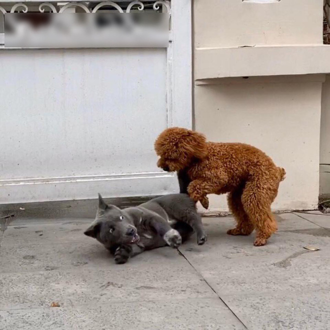 Nhắc đến thú cưng Nguyễn Văn Dúi, cộng đồng mạng nhớ ngay đến chú chó lông xám với ngoại hình lùn tịt, đốm chân siêu đáng yêu và biểu cảm gương mặt vô cùng "tấu hài".