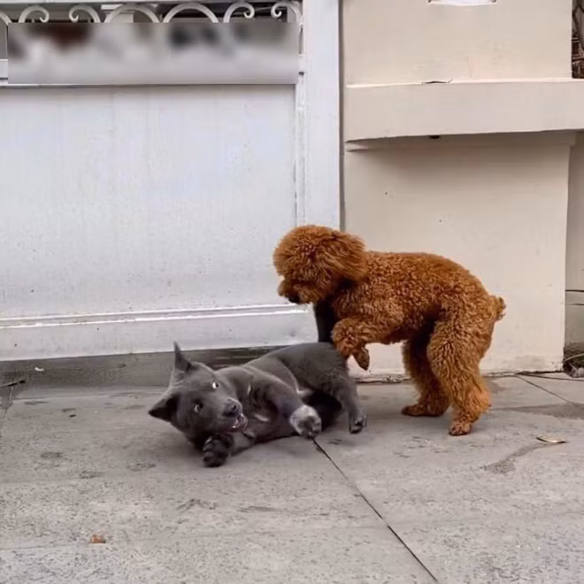 Nhắc đến thú cưng Nguyễn Văn Dúi, cộng đồng mạng nhớ ngay đến chú chó lông xám với ngoại hình lùn tịt, đốm chân siêu đáng yêu và biểu cảm gương mặt vô cùng "tấu hài".