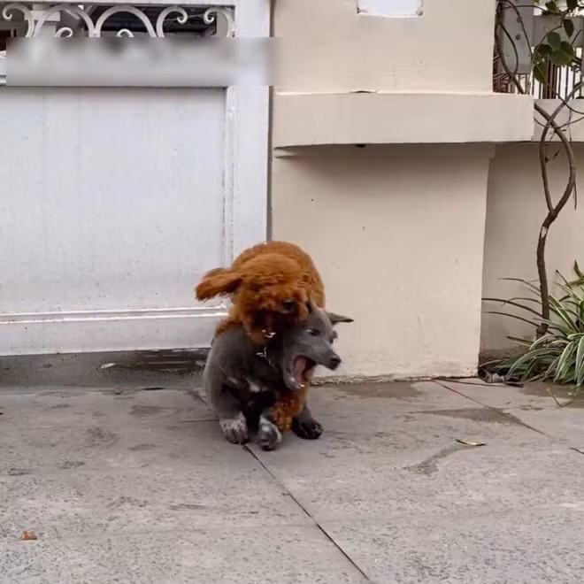 Chỉ sau ít tuần mới nổi, idol Nguyễn Văn Dúi được cả thế giới biết tới, vẽ tặng cho cả hình chibi, đi chợ cũng được nhiều người phát hiện tặng quà tới tấp.