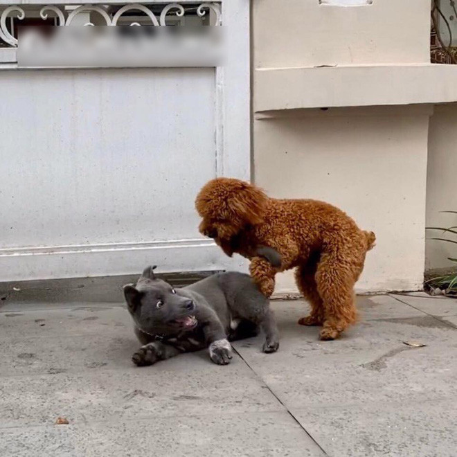 Để đáp lại tấm thịnh tình của fans cuồng, những ngày cuối tuần thú cưng Nguyễn Văn Dúi lại tiếp tục lên sóng trên mạng xã hội, khiến nhiều người phải cười nghiêng ngả với vẻ mặt đầy biểu cảm và sự lầy lội của một chú chó thần tượng.