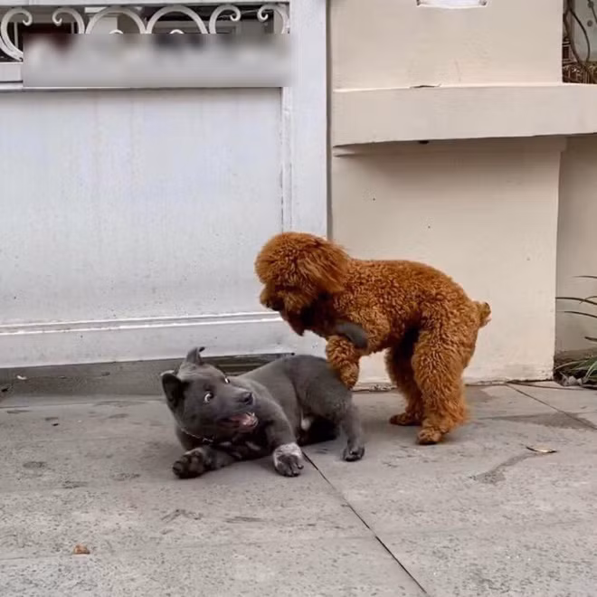 Để đáp lại tấm thịnh tình của fans cuồng, những ngày cuối tuần thú cưng Nguyễn Văn Dúi lại tiếp tục lên sóng trên mạng xã hội, khiến nhiều người phải cười nghiêng ngả với vẻ mặt đầy biểu cảm và sự lầy lội của một chú chó thần tượng.