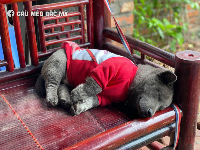 Nô nghịch xong rồi, Dúi ta lại đi ngủ để mai biểu diễn tiếp...