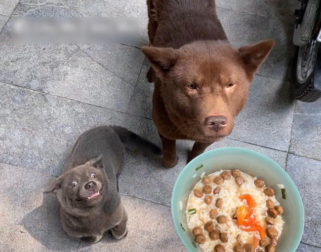 Khác với vẻ hau háu của idol Dúi, "đối tác" màu nâu rất ngoan, đứng nghiêm túc chờ được cho ăn. Màu lông nâu đất, đôi mắt híp híp của chú ta được cộng đồng mạng chú ý.