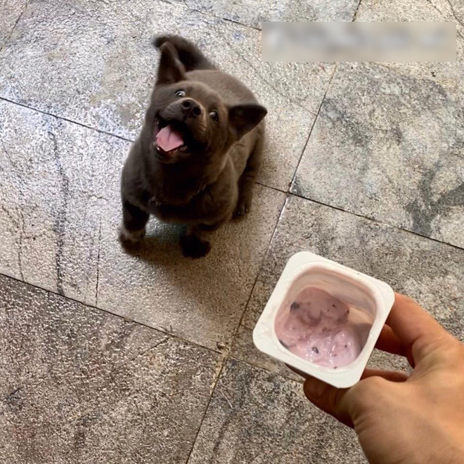 Những hình ảnh mới nhất của Dúi chơi với nhiều chú chó khác, trong đó có cả chú chó poodle thêm vài chú chó ta khác chỉ đăng được ít phút đã nhanh chóng nhận được hàng chục nghìn like và "bão" bình luận trên khắp diễn đàn.