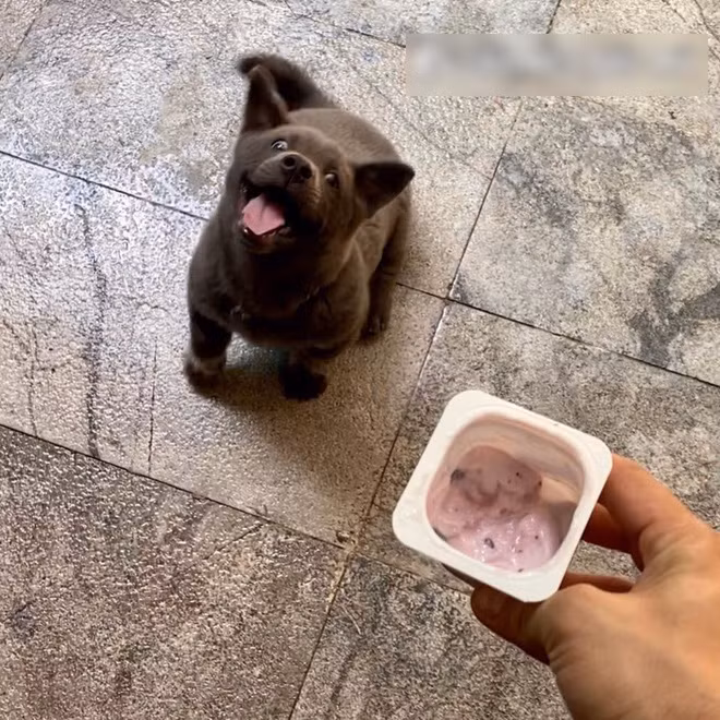 Những hình ảnh mới nhất của Dúi chơi với nhiều chú chó khác, trong đó có cả chú chó poodle thêm vài chú chó ta khác chỉ đăng được ít phút đã nhanh chóng nhận được hàng chục nghìn like và "bão" bình luận trên khắp diễn đàn.