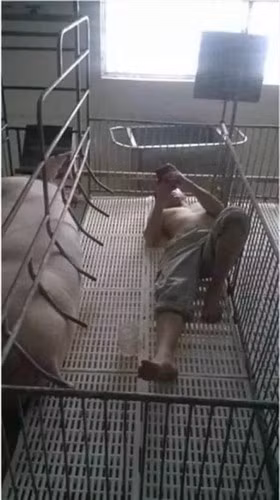 Cãi nhau với vợ và cái kết đó là ngủ chuồng lợn.