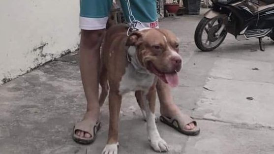 Cho Pitbull can chet cu ba, bao viec thuong tam xay ra-Hinh-2