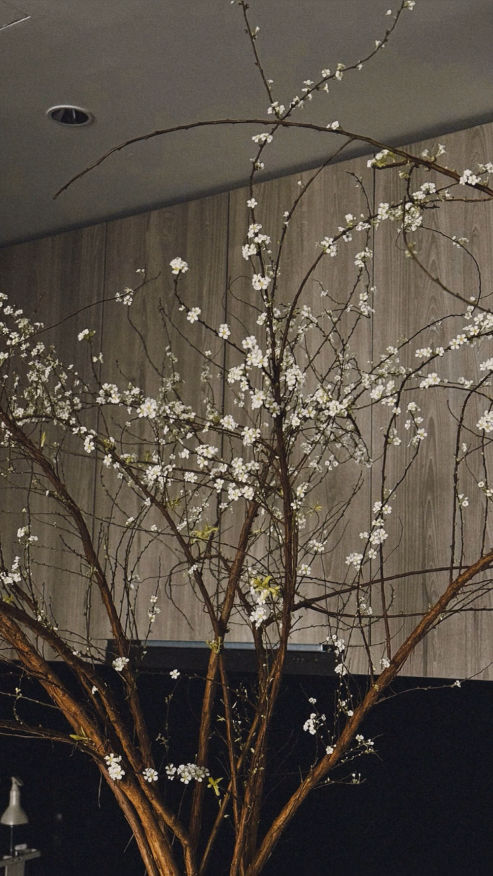 Doãn Hải My chia sẻ rằng tuyết mai là loài hoa lúc nào cũng có trong nhà, đơn giản vì: "Không có là cứ thấy thiếu thiếu".