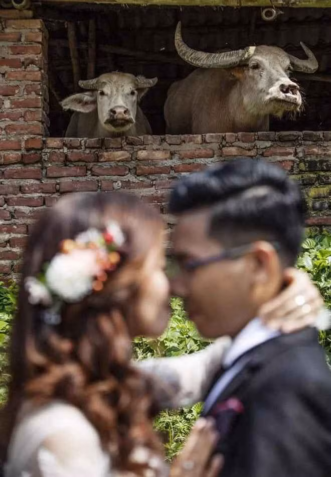 Không rõ con trâu hay là cô dâu mới là nhân vật chính trong bức ảnh cưới này.