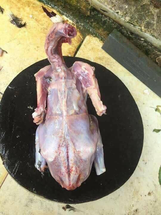 Làm vịt mà da đâu hết rồi!