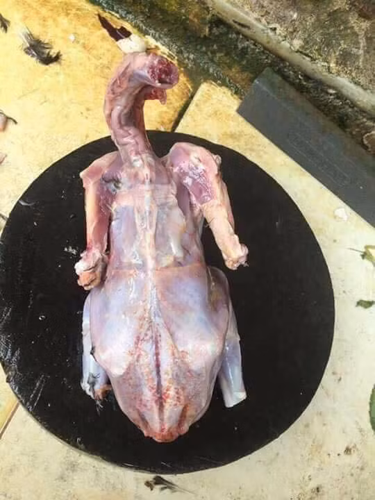 Làm vịt mà da đâu hết rồi!