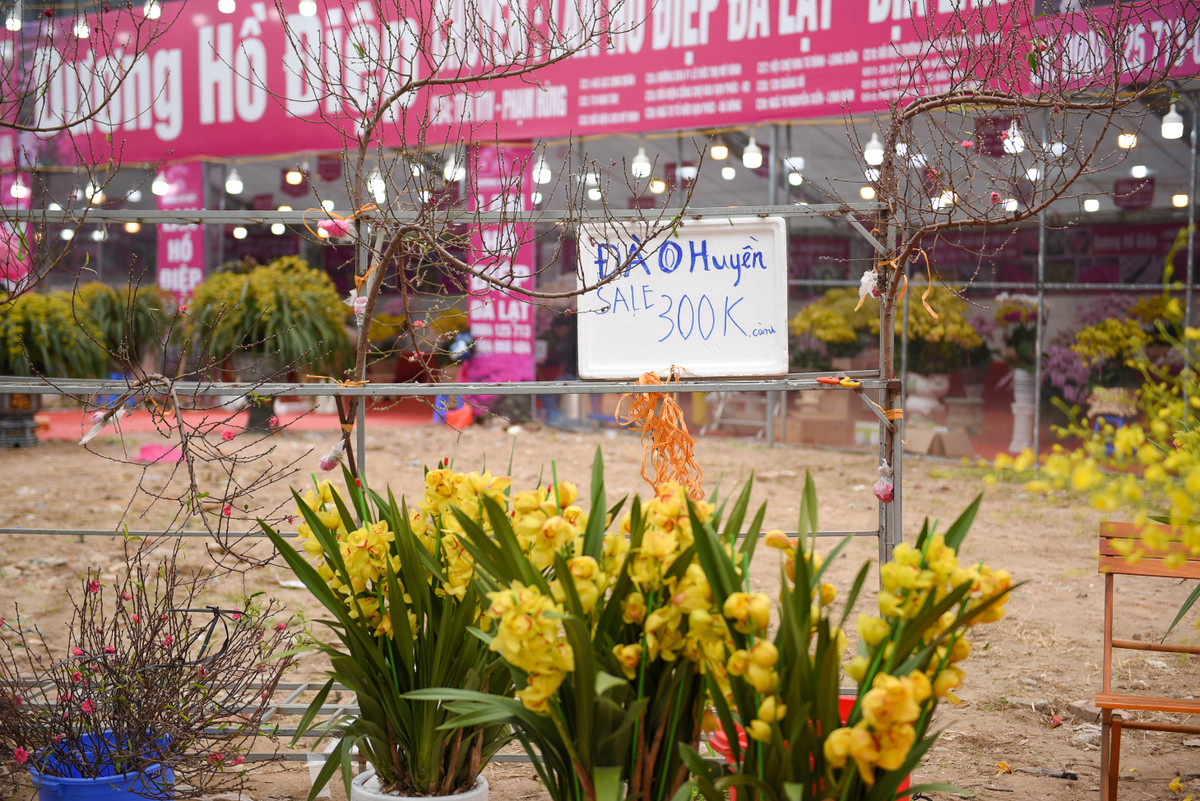 Đào huyền trước 23 tháng Chạp có giá không dưới 500.000 đồng nhưng nay chỉ còn 300.000 đồng.