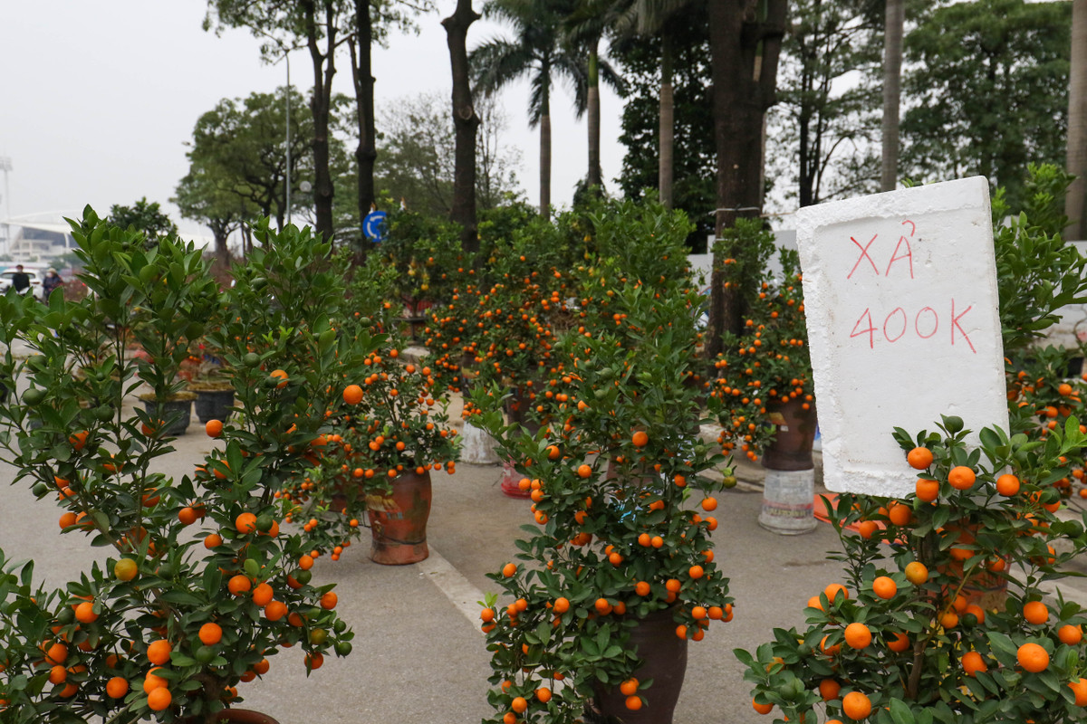Tâm sự với PV, anh Tuấn Hữu (Văn Giang - Hưng Yên) buồn bã tâm sự: "Mọi năm giờ này tấp nập kẻ bán người mua rồi. Nhưng năm nay chẳng hiểu người đi đâu hết mà ế ẩm quá. Công sức chăm bẵm cả năm giờ bán giá này chỉ mong nhanh chóng về còn dọn nhà cửa".