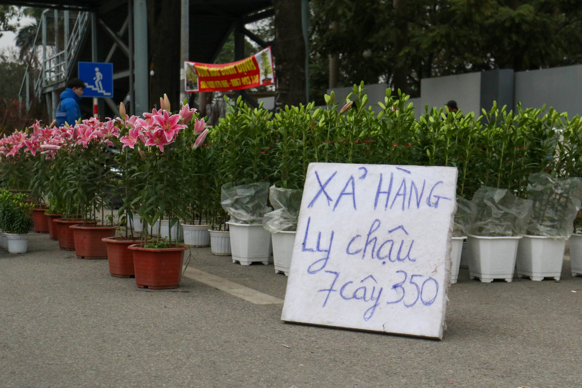 Ngay 19/1 tức 28 Tết Nhâm Dần là ngày cuối làm việc của các công ty, cơ quan. Có mặt tại các địa điểm bán cây cảnh ở Hà Nội, ghi nhận sức mua yếu và buộc những tiểu thương buộc phải xả hàng với giá bất chấp.