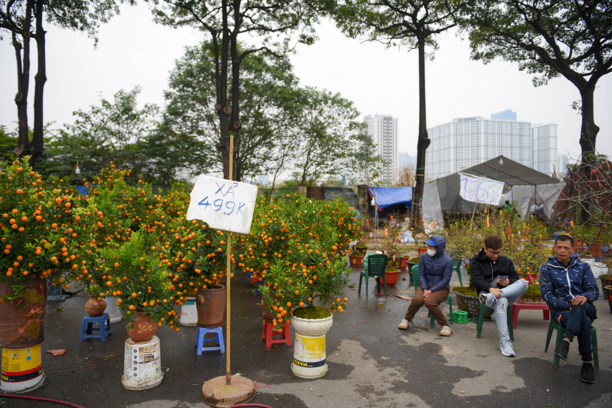 Những bình quất cảnh từng được phát giá cả triệu đồng nay chỉ còn chưa tới 500.000 đồng.