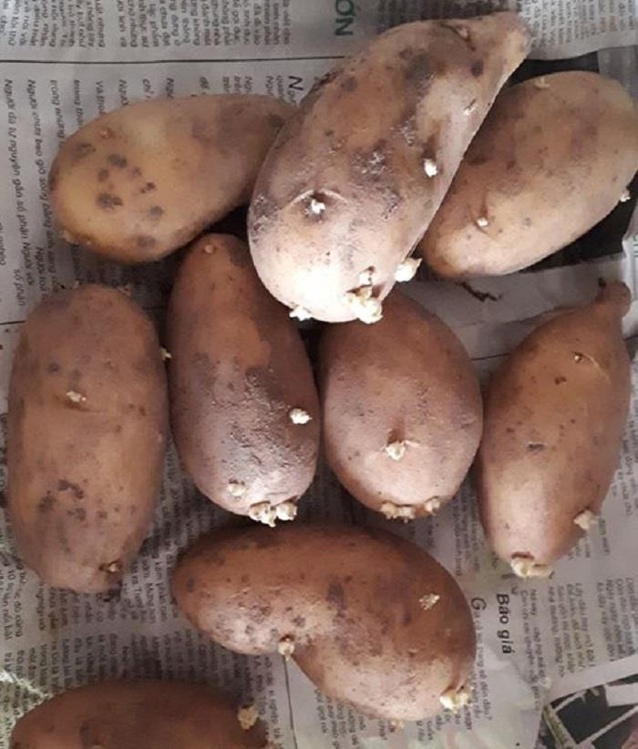 Cụ thể, dưới những bức ảnh khoe việc tích trữ đồ ăn, nickname M.H.N bình luận: "Nghe dịch sợ quá, nhà em gọi về quê xin bà ngoại 1 đống rau củ quả. Cuối cùng đến giờ vẫn chưa ăn hết, mang đi chia cho hàng xóm cũng không ai "giải cứu" cùng và giờ nó thành thế này đây".