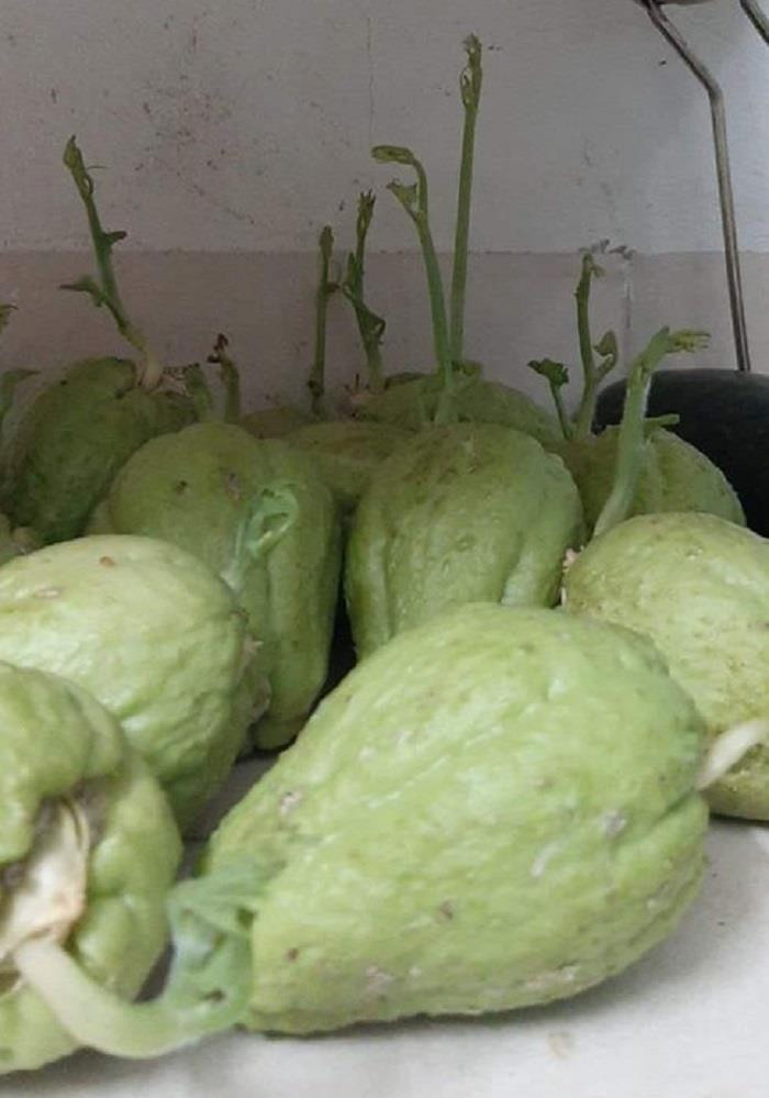 Chính vì việc tích trữ quá nhiều đồ ăn mùa dịch nhưng không sử dụng hết nhiều dân tình lên mạng khoe những rau, củ quả lên mầm và không sử dụng được nữa,
