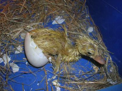 Nhiều dân mạng trở thành bà mẹ vịt bất đắc dĩ.