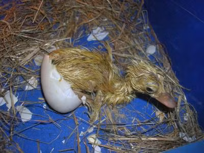 Nhiều dân mạng trở thành bà mẹ vịt bất đắc dĩ.