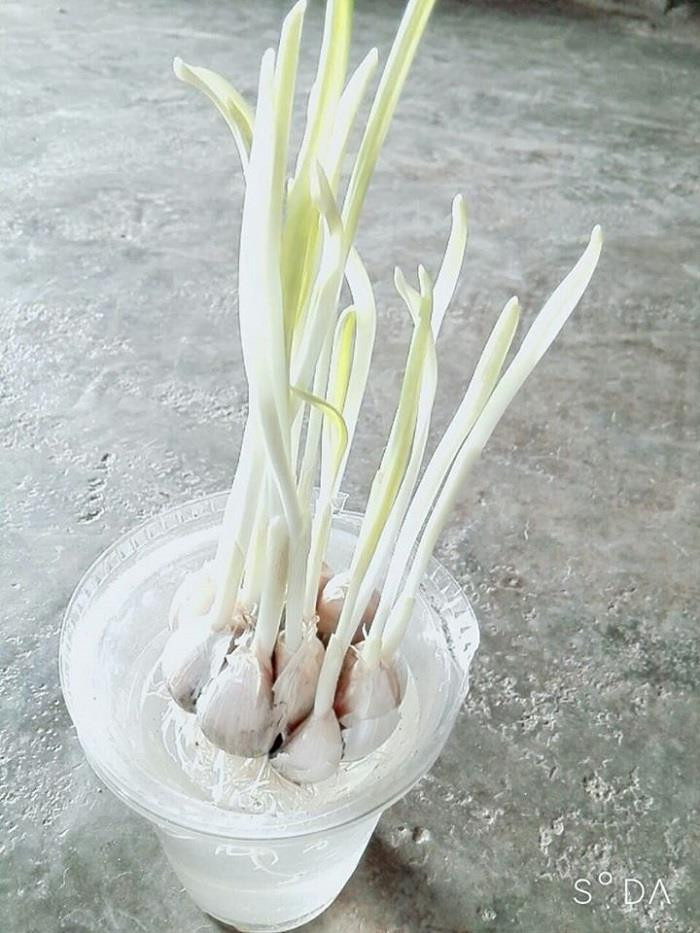 Trong khi đó, ở chiều hướng ngược lại nickname P.M.A bình luận: "Các mẹ cứ lo xa làm gì. Chủ động nghe báo đài đi, các lãnh đạo nước nhà bảo rồi không phải tích trữ. Mọi hàng hóa sẽ được cung cấp đầy đủ cho nhu cầu. Đấy đến bây giờ thì phí chưa".