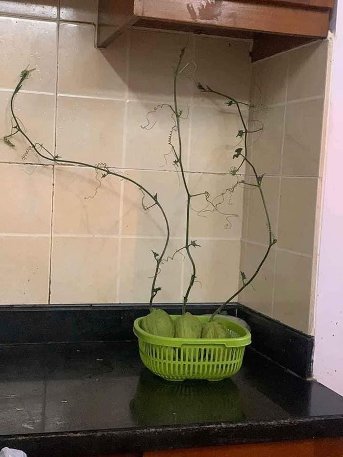 Vì để quá lâu mà những quả su su đã mọc mầm.