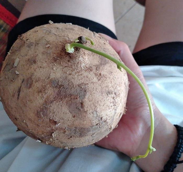 Những thứ rau củ quả được người dân tích trữ mọc mầm và không sử dụng được nữa khiến nhiều người cảm thấy khá tiếc.