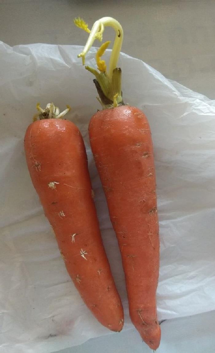 Mới đây, trên group kín, nhiều chị em đã được dịp khoe những thực phẩm tích trữ mọc mầm khiến dân tình được phen bình luận sôi nổi.