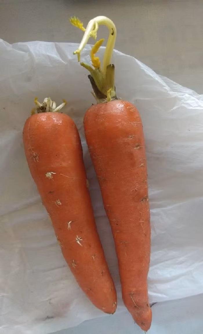 Mới đây, trên group kín, nhiều chị em đã được dịp khoe những thực phẩm tích trữ mọc mầm khiến dân tình được phen bình luận sôi nổi.