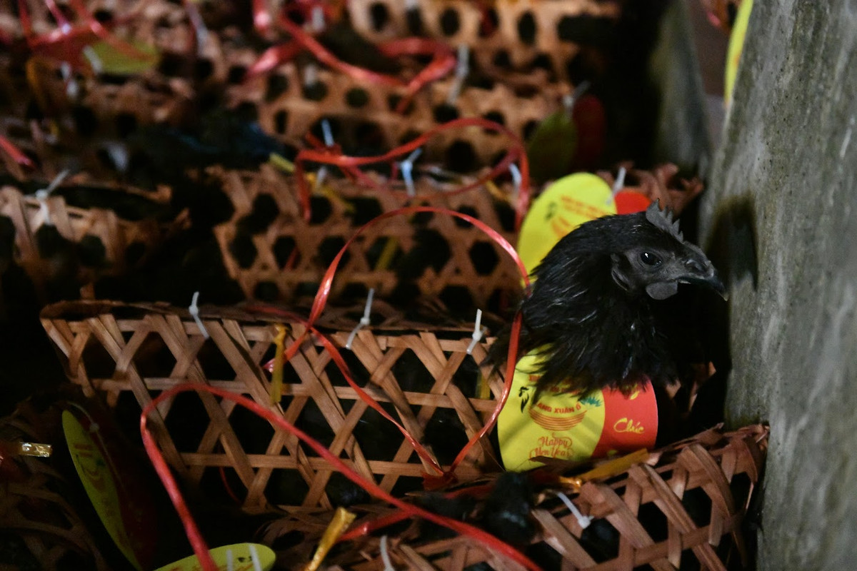 Có một loại hàng rất đặc biệt đó chính là gà đen, biểu tượng cho sự thần bí, tâm linh. Chỉ những người nào thực sự may mắn mới có thể chen chân và chọn lấy cho mình một con gà đen mang về sau phiên chợ.