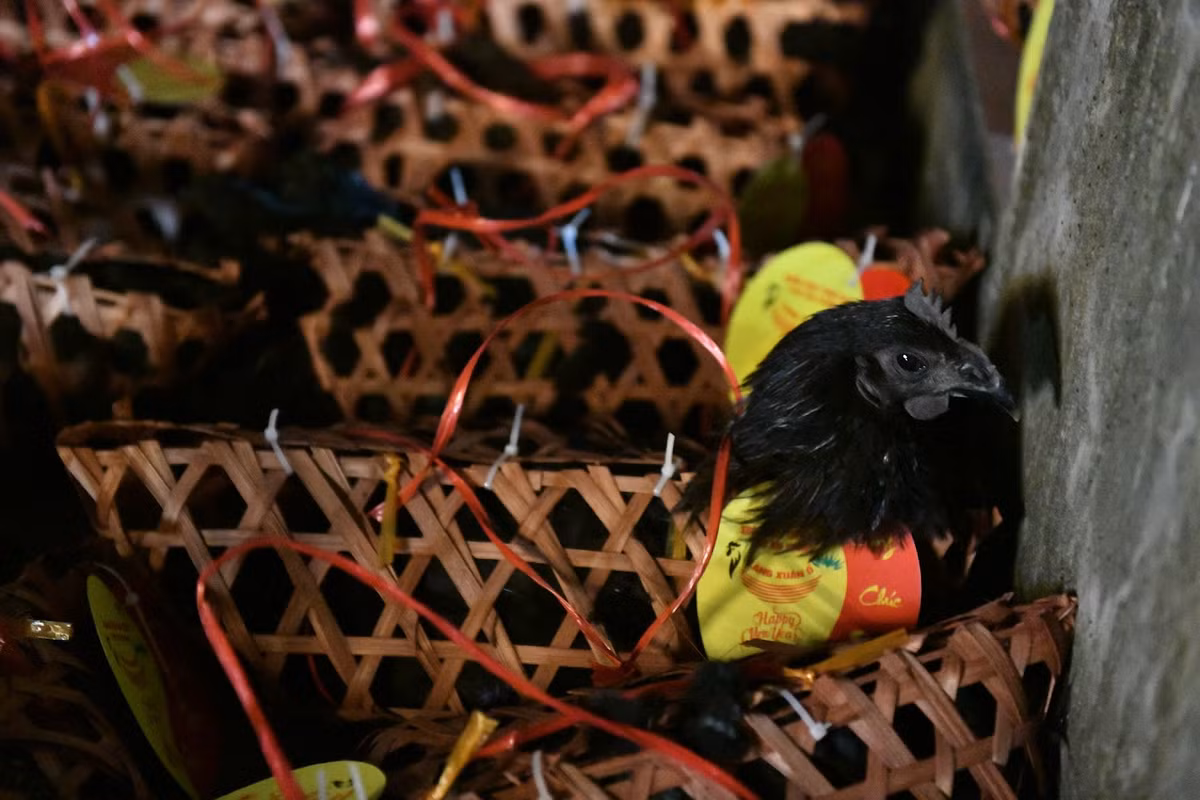 Có một loại hàng rất đặc biệt đó chính là gà đen, biểu tượng cho sự thần bí, tâm linh. Chỉ những người nào thực sự may mắn mới có thể chen chân và chọn lấy cho mình một con gà đen mang về sau phiên chợ.