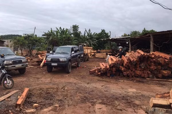 Tam giam giam doc doanh nghiep go de dieu tra gan 200m3 go lau