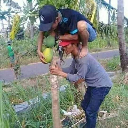 Theo đoạn clip, cô gái chạy xuống hái 1 quả đu đủ với biểu hiện gấp gáp, lén lút.