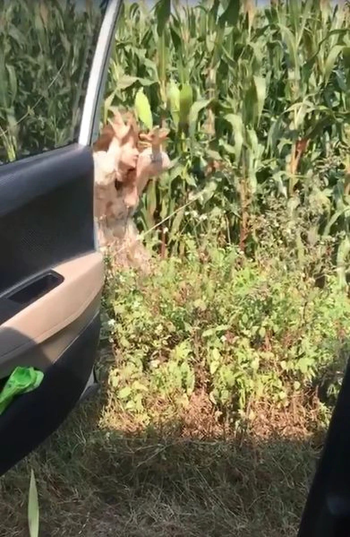 Ngồi ô tô đi… bẻ trộm ngô, nhóm bạn trẻ kiến netizen phẫn nộ Ngoi o to di… be trom ngo, nhom ban tre kien netizen phan no