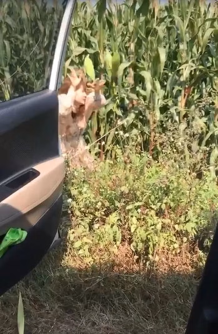 Ngồi ô tô đi… bẻ trộm ngô, nhóm bạn trẻ kiến netizen phẫn nộ Ngoi o to di… be trom ngo, nhom ban tre kien netizen phan no