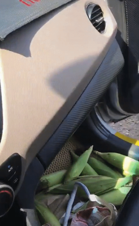 Không chỉ bẻ trộm ngô giữa đường, nhóm bạn trẻ trên còn hào hứng quay lại clip và chia sẻ rằng: "Bẻ hết ngô nhà người ta rồi, 98 có nhà ai mất ngô không?".