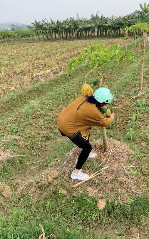 Trong đó, cô gái mặc váy hoa thì xuống ruộng ngô, nhanh tay bẻ từng bắp ngô ném lên bờ. Bạn nữ còn lại có nhiệm vụ nhặt ngô cho vào xe ô tô.