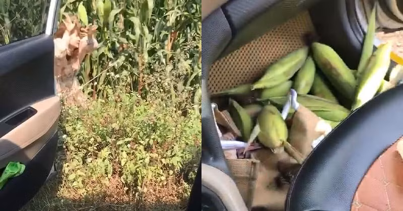 Nhóm bạn trẻ bẻ trộm ngô gồm 2 nữ và 1 nam. Đang đi trên đường thì họ nhìn thấy ruộng ngô, 2 cô gái bèn xuống xe hành nghề "đạo chích" trong khi bạn nam kia vẫn ngồi ở ghế lái.