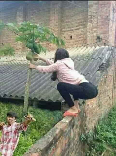 Cách đây không lâu, một đoạn clip ghi lại cảnh một cô gái đang đi trên đường thì dừng xe xuống hái trộm đu đủ cũng khiến netizen không khỏi bức xúc.