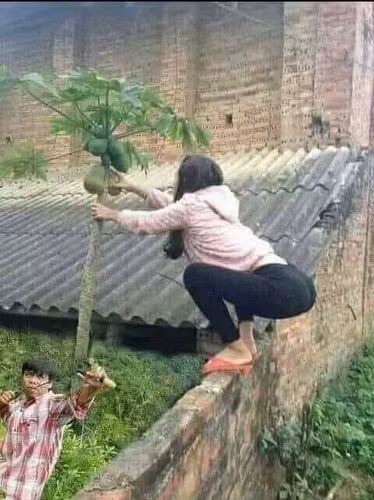 Cách đây không lâu, một đoạn clip ghi lại cảnh một cô gái đang đi trên đường thì dừng xe xuống hái trộm đu đủ cũng khiến netizen không khỏi bức xúc.