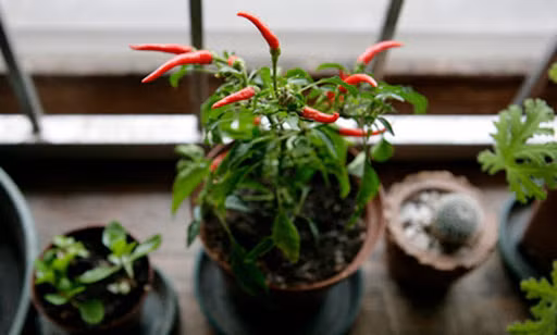 Một cây ớt được thành viên khoe trên mạng xã hội và nó được trồng tại ban công.