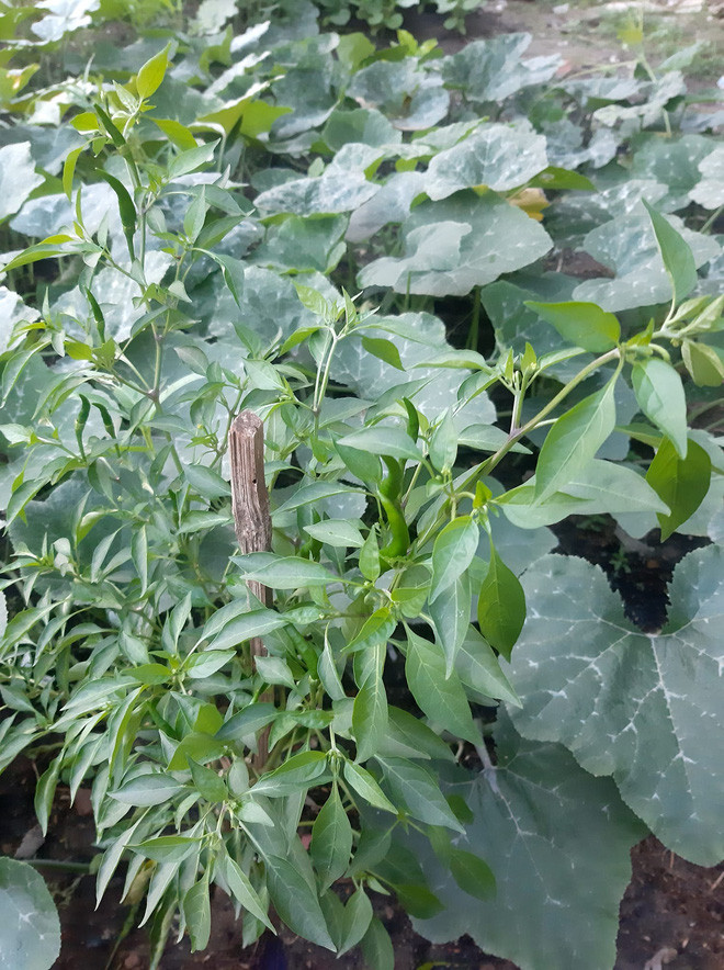 Sau khi cây ớt "lão niên" lên sóng, dân mạng không giấu nổi sự hào hứng: "Định giá gấp 1 tỷ, được thì mình qua bứng gốc luôn nhé chủ thớt!", "Truyền thuyết trèo lên cây ớt xong bị ngã chấn thương là có thật." hay "Cây này trồng lấy ớt hay lấy gỗ?"...