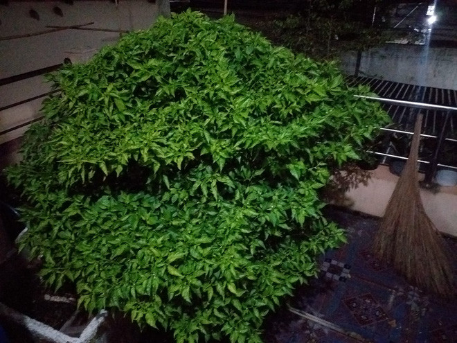 Cây ớt "lão niên" thân của nó khá to lớn, cành lá mọc tươi tốt và quả thì kín cả cây.