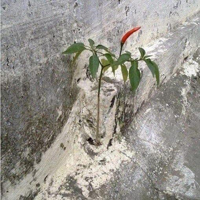 Bên cạnh việc định giá cây ớt "lão niên", các dân mạng cũng tranh thủ khoe ảnh cây ớt nhà mình.