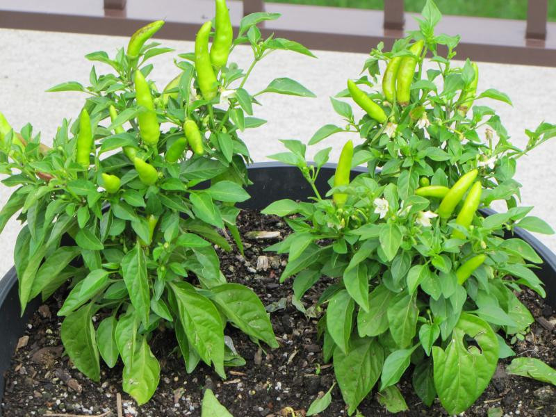 Dù không cao như cây ớt nhà người ta nhưng cũng xum xuê và trĩu quả.