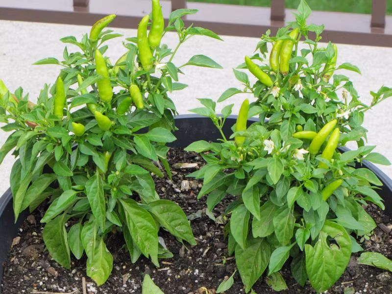 Dù không cao như cây ớt nhà người ta nhưng cũng xum xuê và trĩu quả.