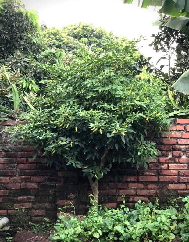 Cụ thể, một cô gái đăng ảnh khoe cây ớt mọc sau vườn nhà thầy giáo của mình. Điều đáng nói là nó cao vượt cả bờ tường phía sau, độ chừng chắc cũng phải hơn 2 mét là ít.
